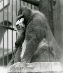Mandrill George hane som sitter på en stock i sin inhägnad, London Zoo, augusti 1923 (svart foto).